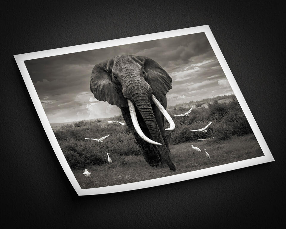 print preview