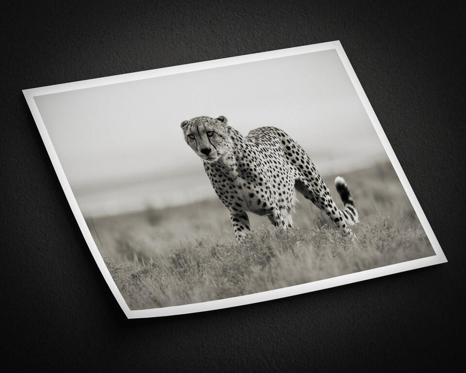 print preview