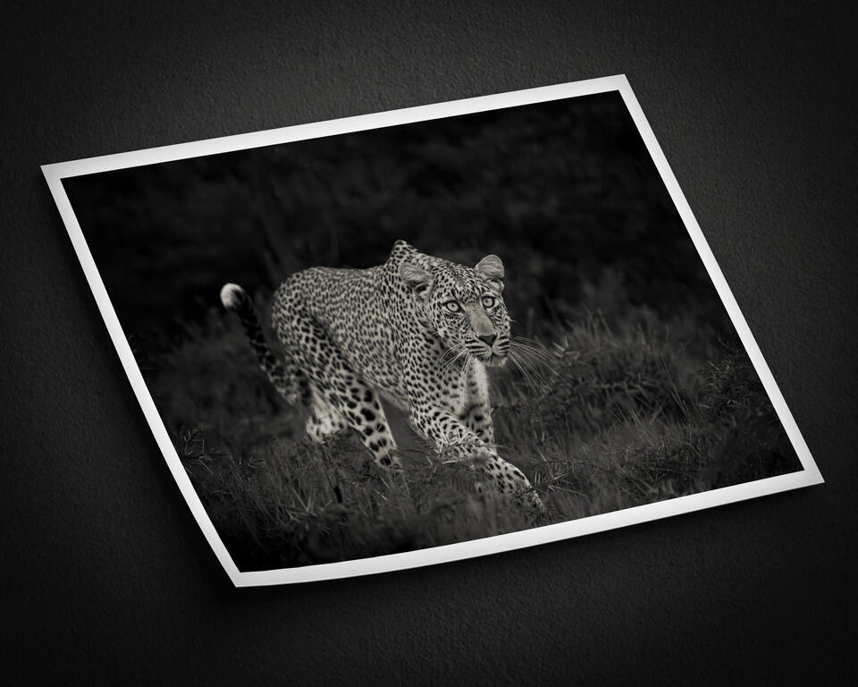  print preview