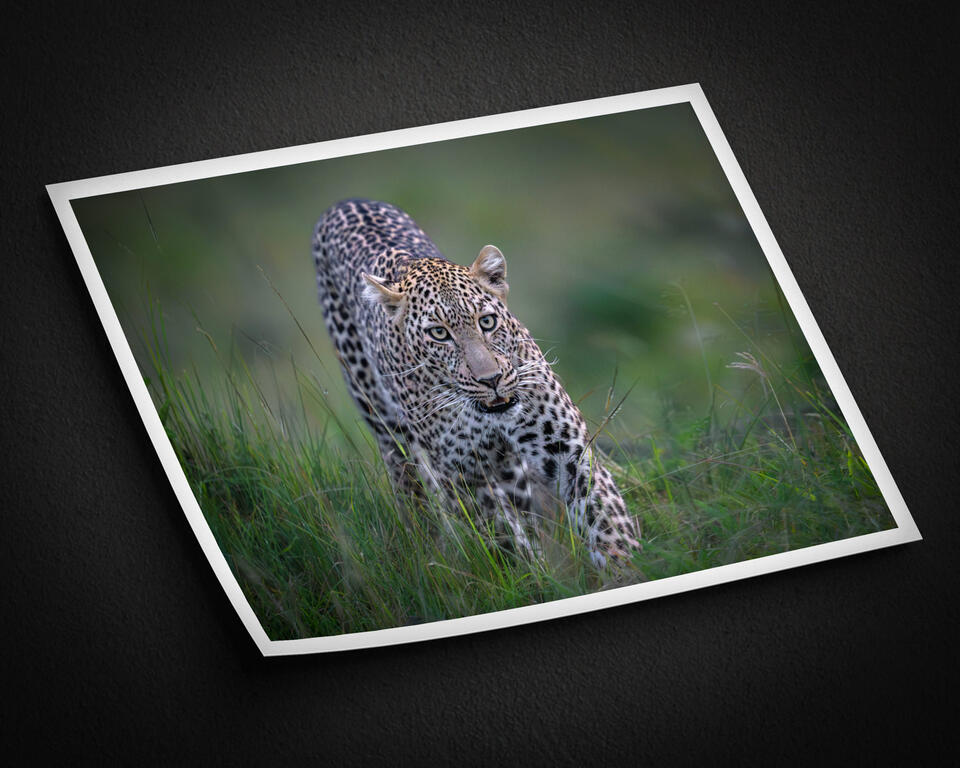  print preview