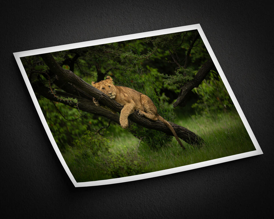  print preview
