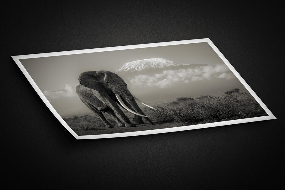  print preview