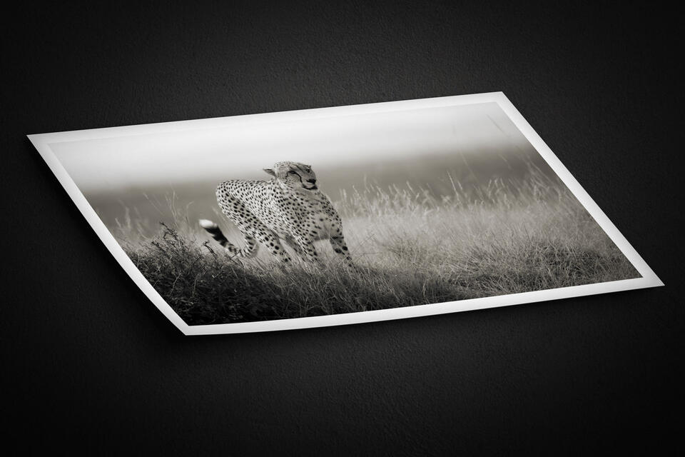 print preview