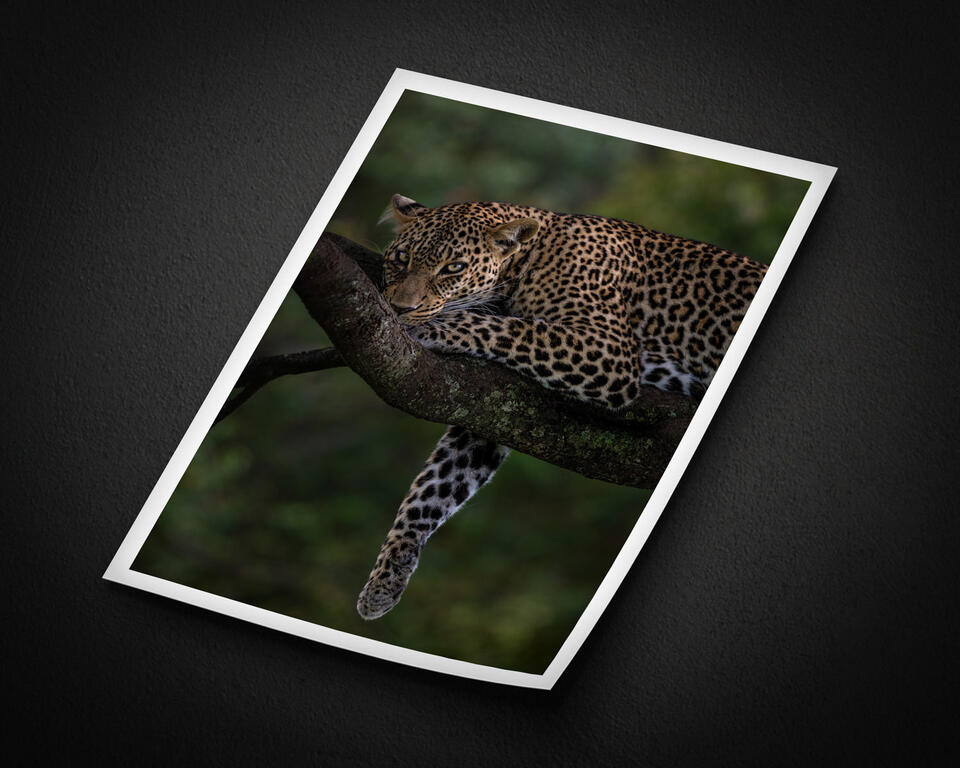 print preview