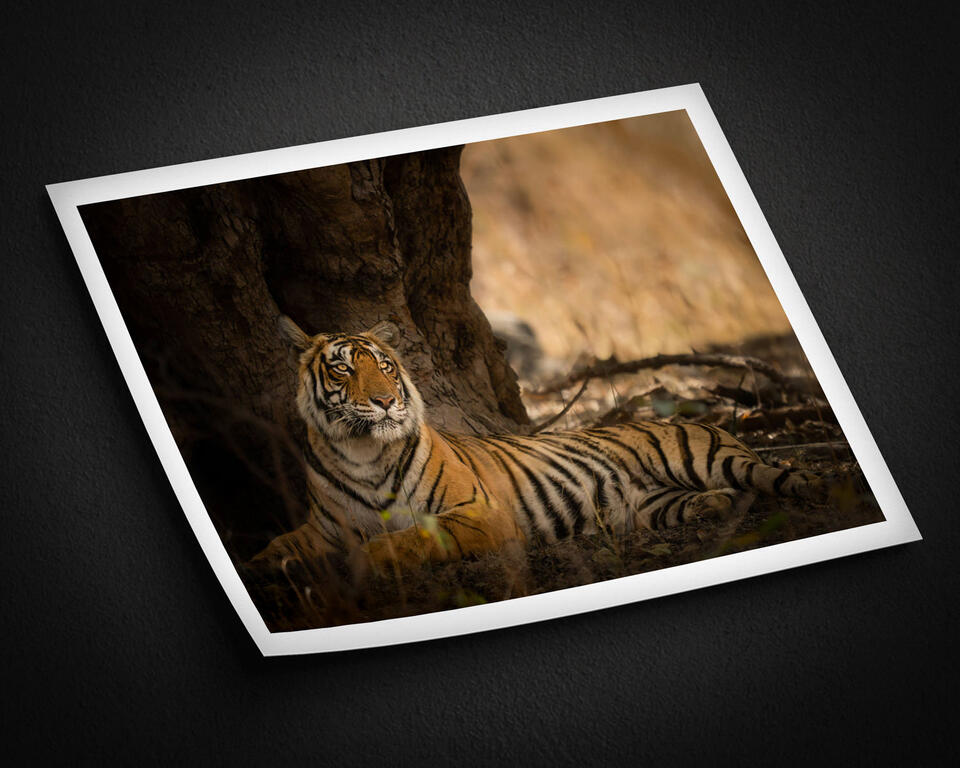  print preview