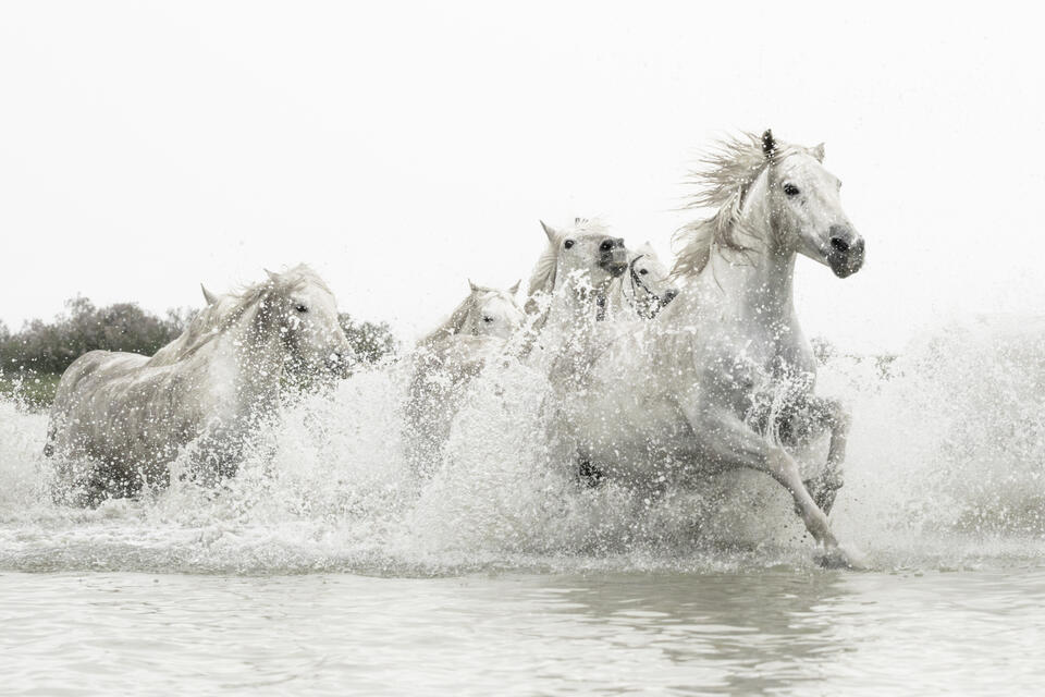 RUNNING FREE print