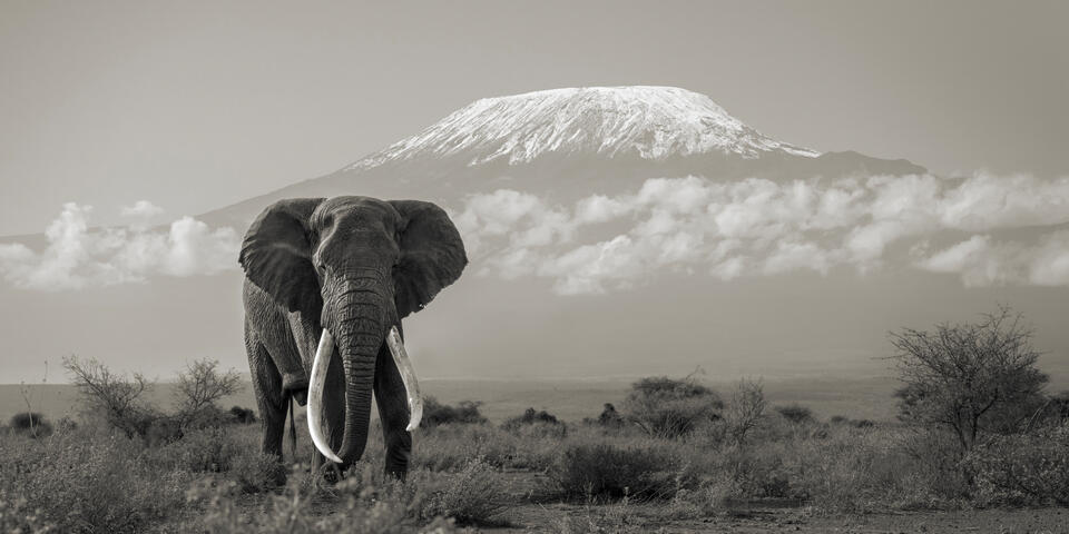 ESSENCE OF AFRICA print