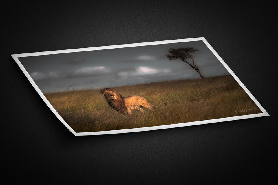  print preview