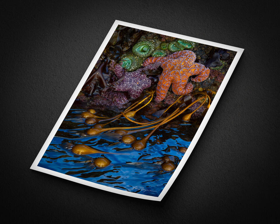  print preview