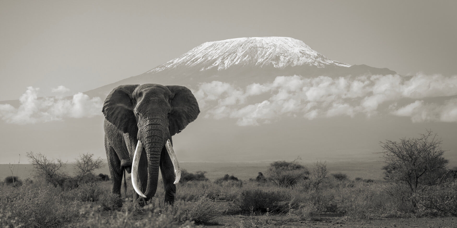 ESSENCE OF AFRICA ESSENCE OF AFRICA