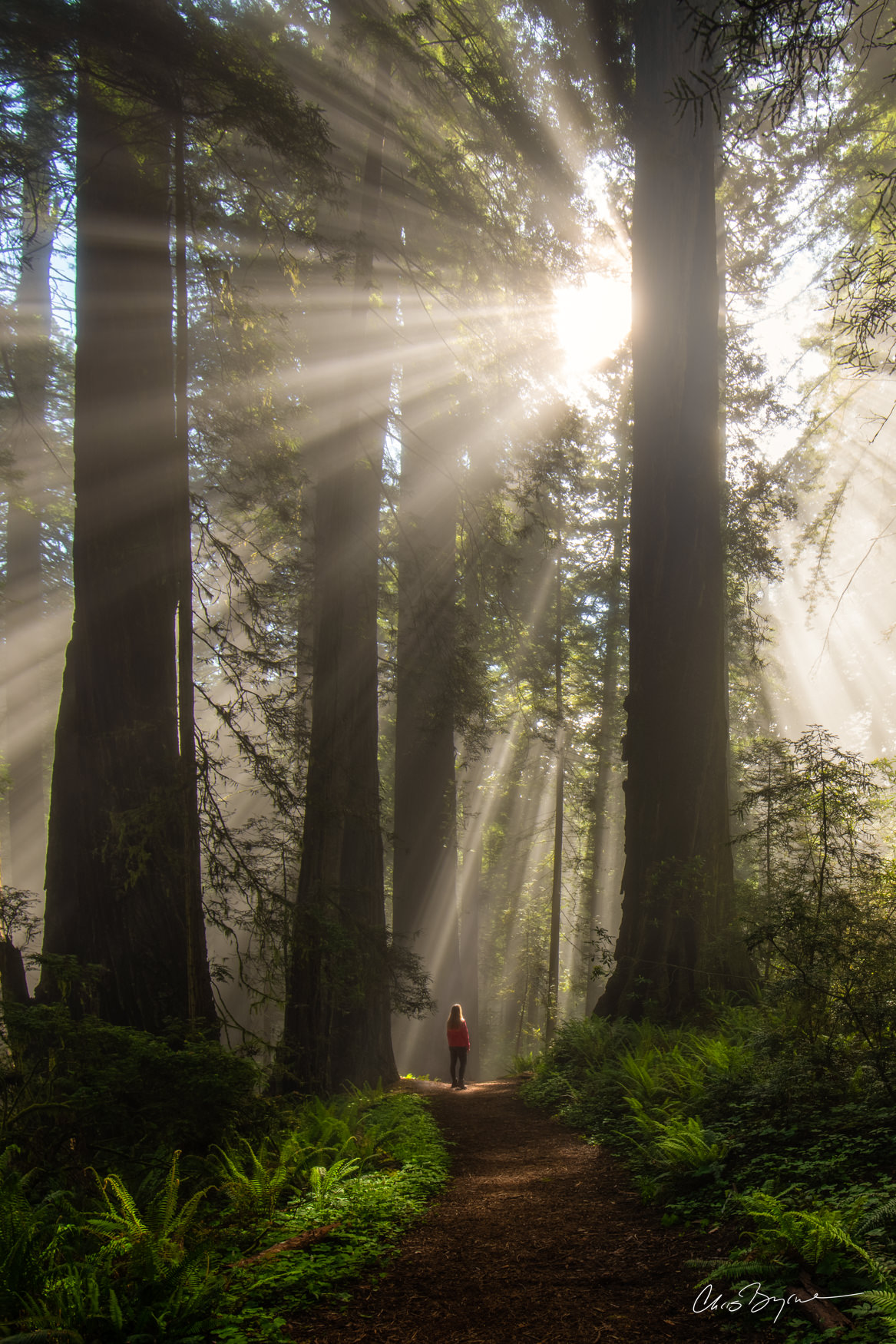 DIVINE LIGHT Fine mist particles from the nearby Pacific Ocean catch the sunlight, illuminating this coastal redwood forest and path with...