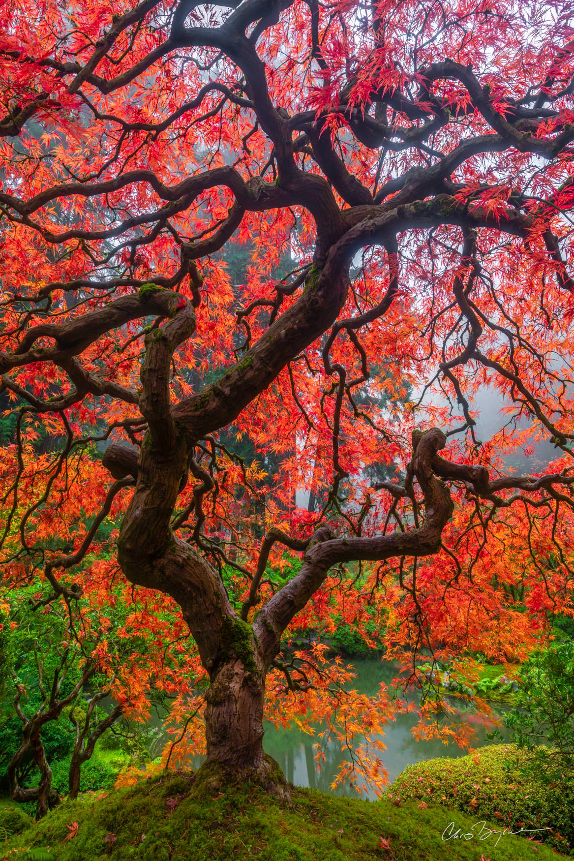 BALLERINA The most famous resident of the Portland Japanese Garden puts on a spectacular show of color as she dances through the autumn...