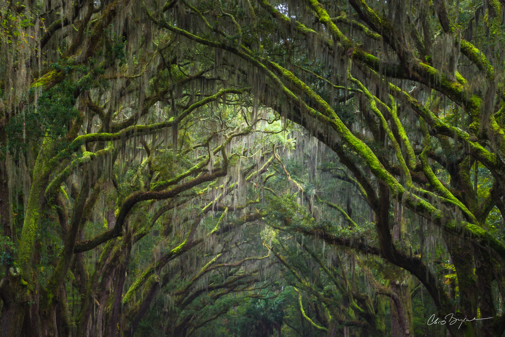 SOUTHERN PASSAGE Old Oak trees at the Wormsloe plantation are draped in Spanish moss allow the light to filter through.