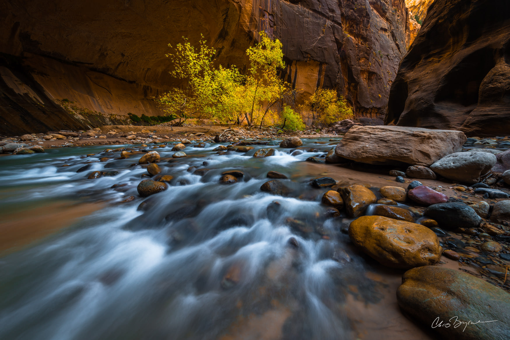 NARROWS RUSH Golden cottonwoods add a pop of color against the sandstone walls in the Narrows of Zion National Park. This bend in the river...