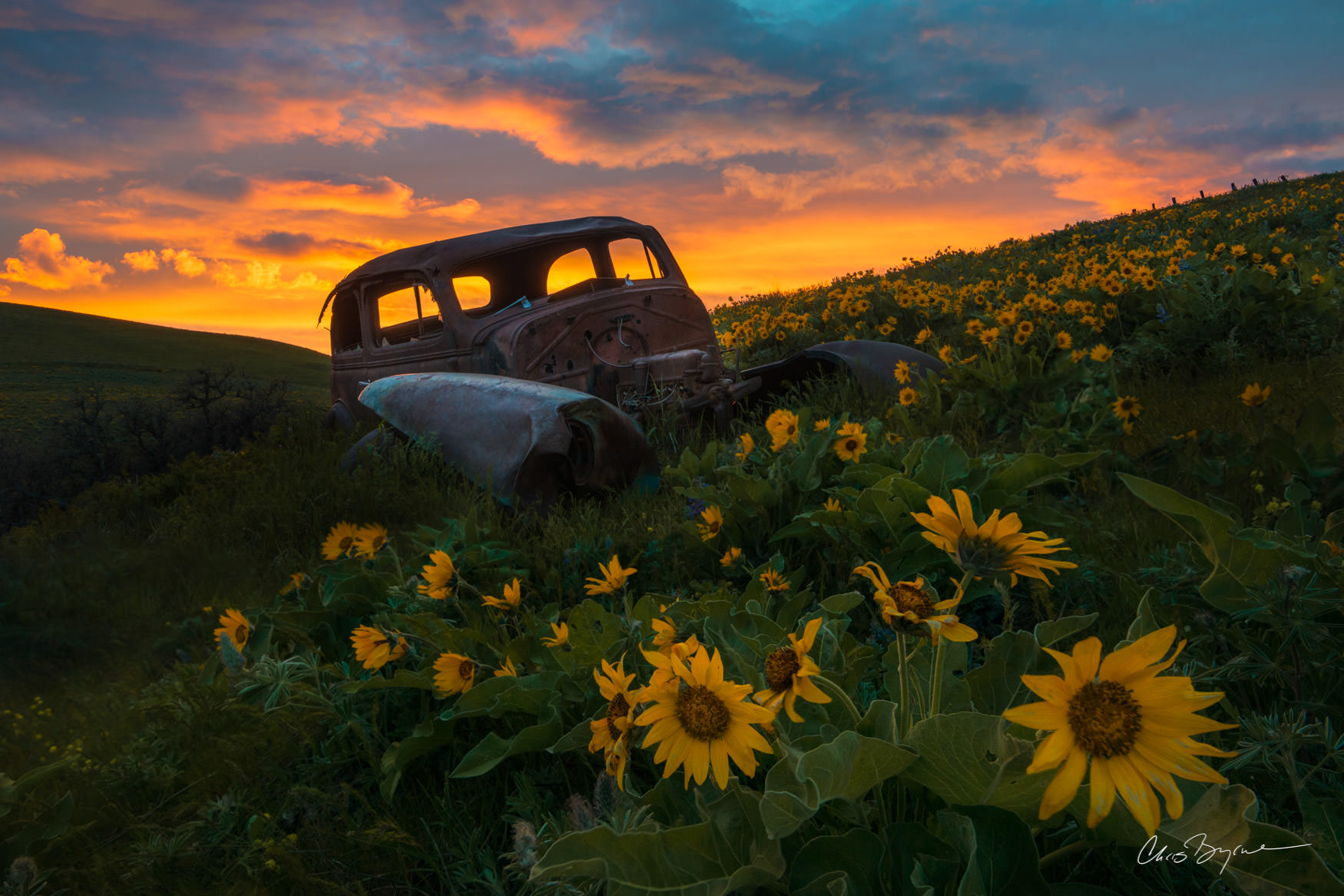 RUST BUCKET BOQUET An old rusty Plymouth car rests in the Columbia Hills at Dalles Mountain Ranch surrounded by wildflowers with a blazing sunset
