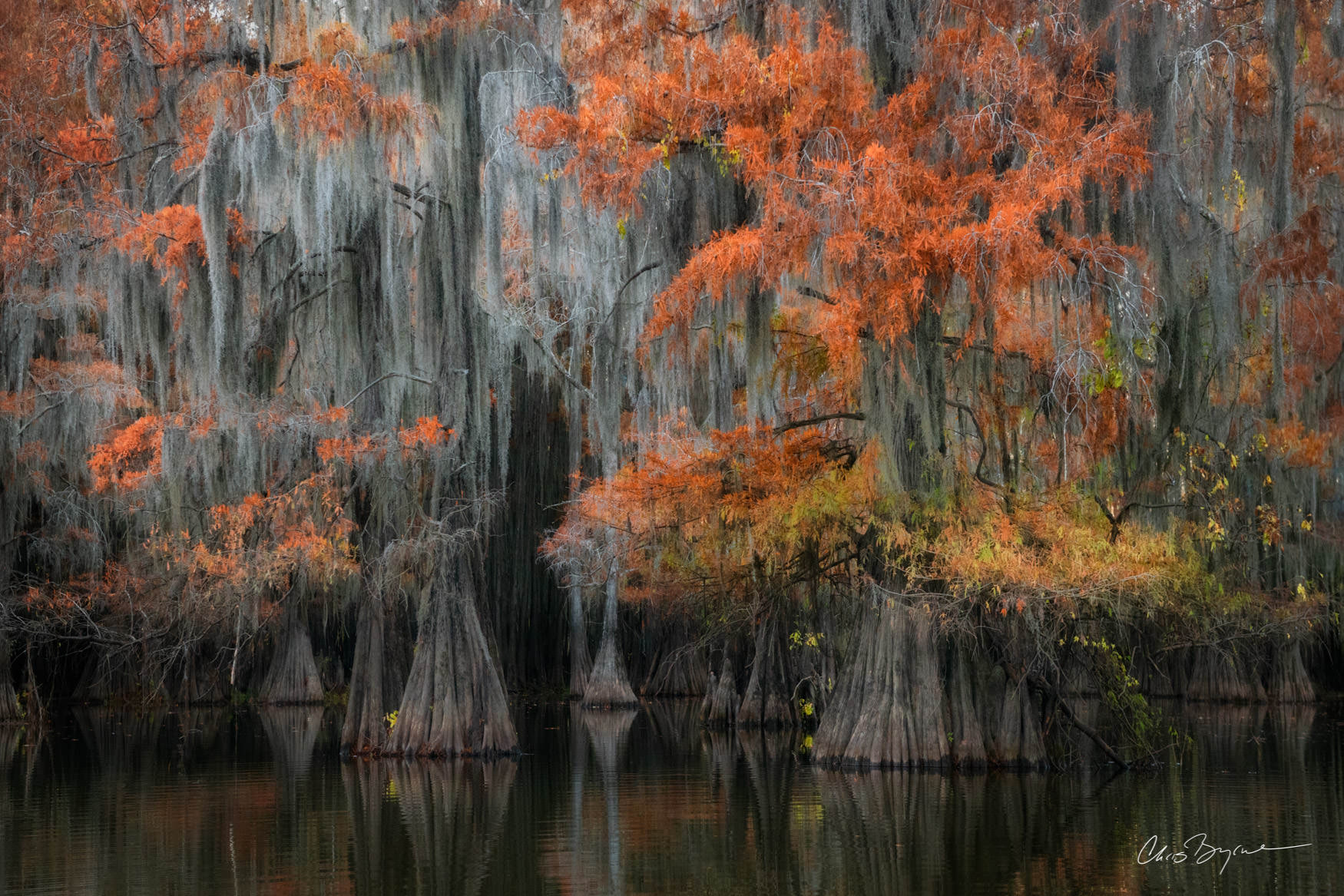 Caddo lake, Texas, fall colors, Louisiana, bayou, water, lake, cypress, cypress tree, bald cypress, bald cypress tree, Spanish...