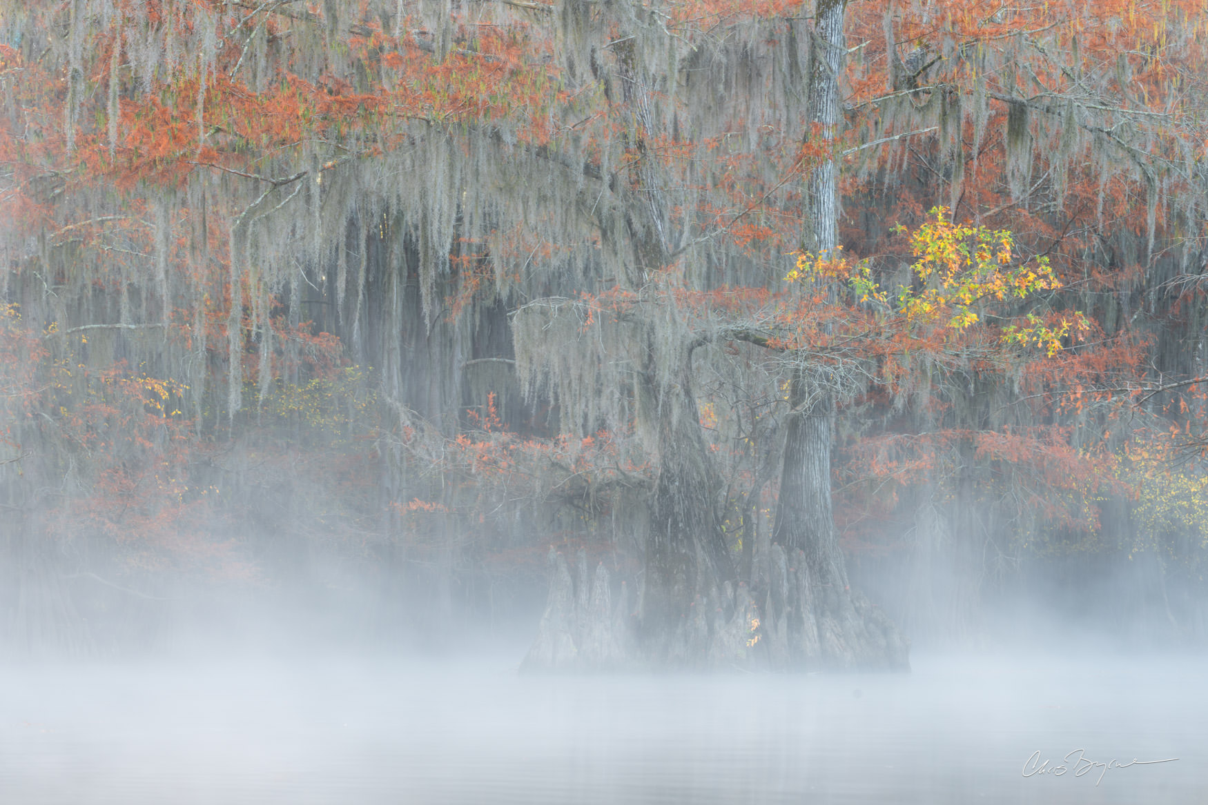 Caddo lake, Texas, fall colors, Louisiana, bayou, water, lake, cypress, cypress tree, bald cypress, bald cypress tree, Spanish...