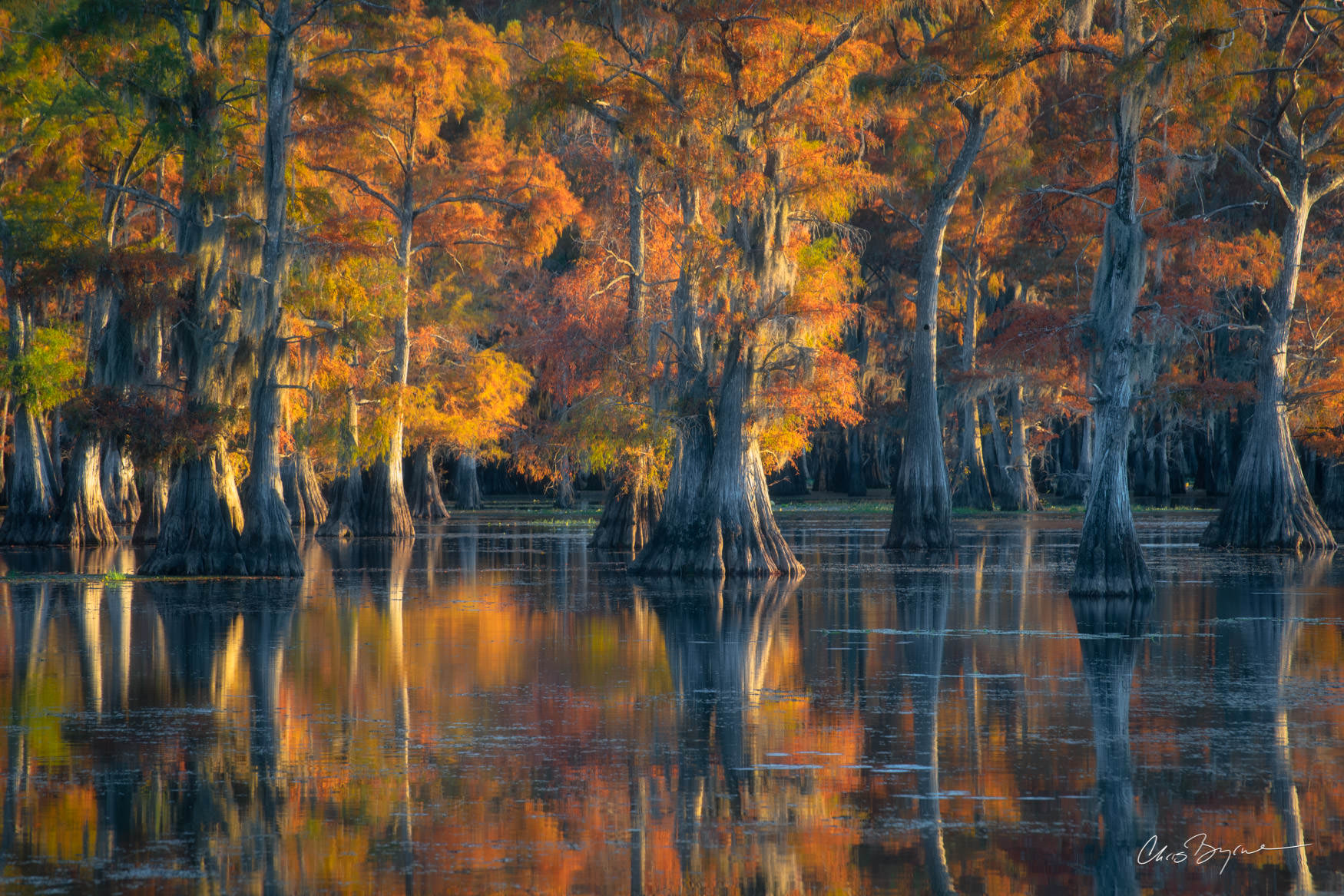 HOGWALLA Bald Cypress trees in peak fall colors have their branches covered in Spanish moss and red and yellow leaves that reflect on the still waters of the lake.